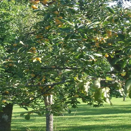 Glamping Tent In The Ardennes *